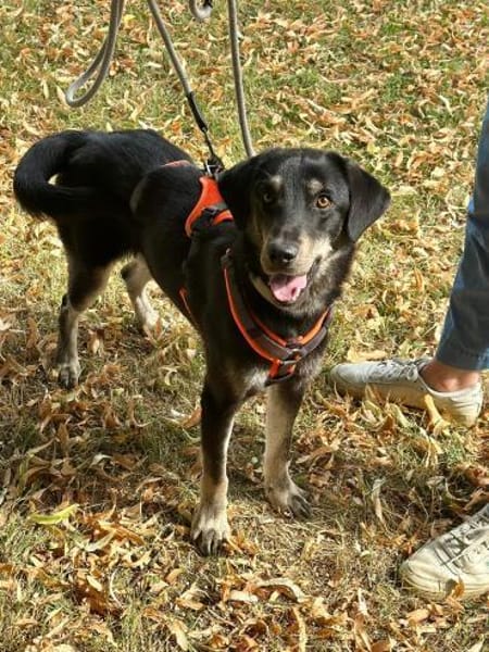 verspielter Pepper sucht Familie