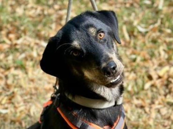verspielter Pepper sucht Familie