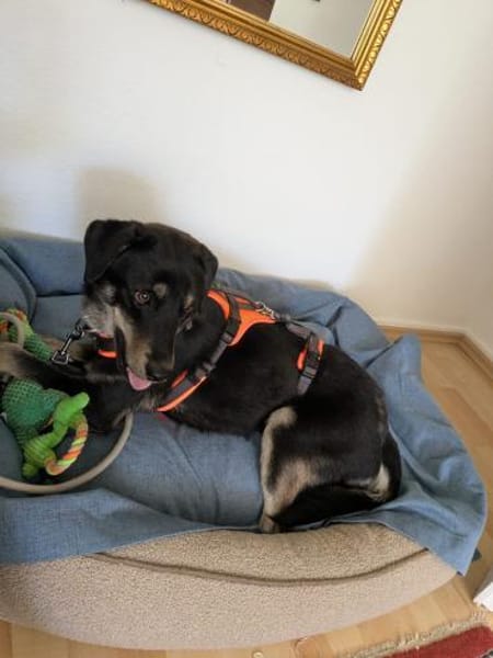 verspielter Pepper sucht Familie