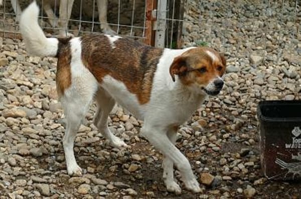 LOKI - ein -Gott zwischen den Welten-