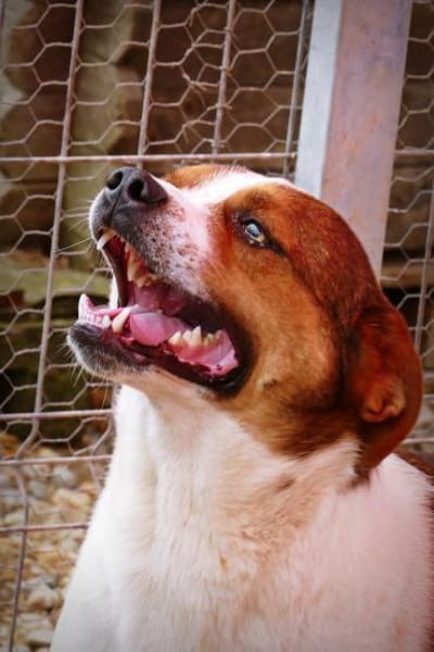 LOKI - ein -Gott zwischen den Welten-
