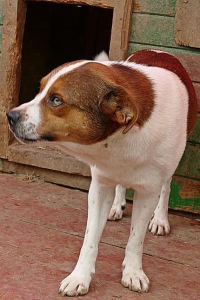 LOKI - ein -Gott zwischen den Welten-