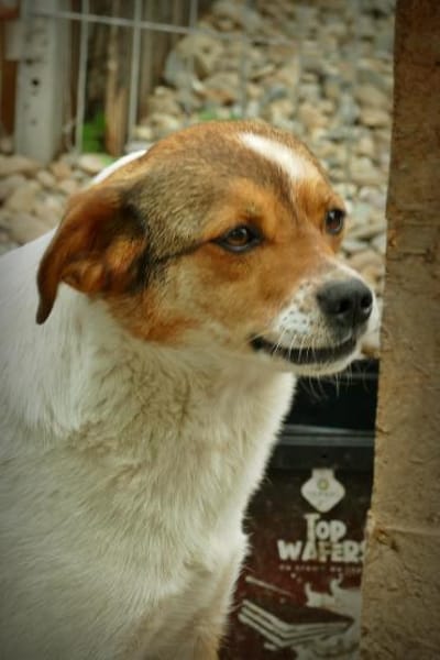 LOKI - ein -Gott zwischen den Welten-