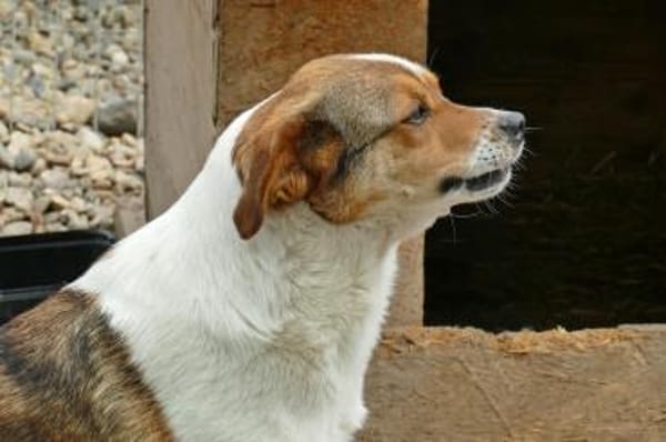 LOKI - ein -Gott zwischen den Welten-