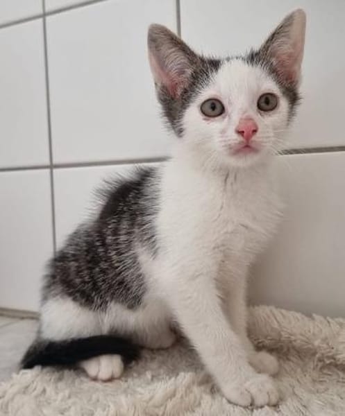 Kitten Abby, Milow, Luna und Mama Cloe