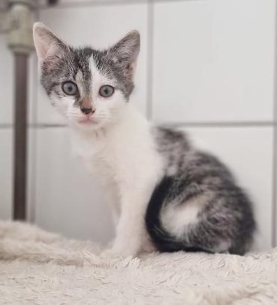 Kitten Abby, Milow, Luna und Mama Cloe