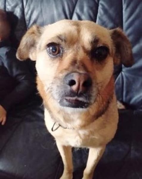 Bimba (45 cm) ist ein sanfter Schatz!