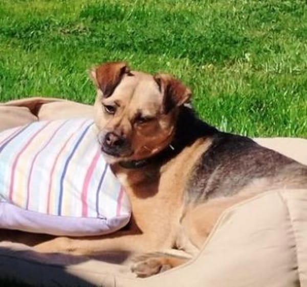 Bimba (45 cm) ist ein sanfter Schatz!