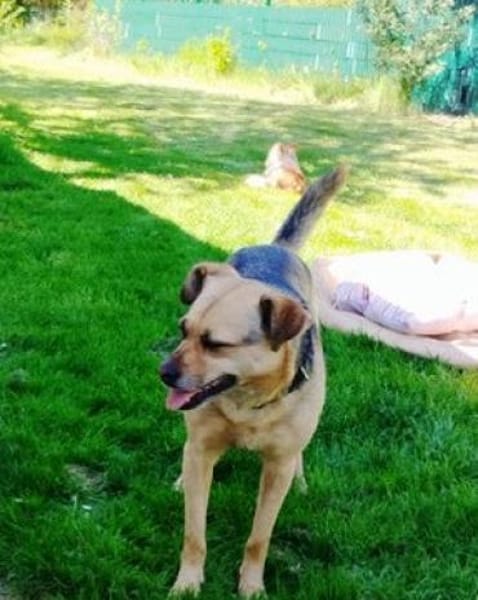 Bimba (45 cm) ist ein sanfter Schatz!