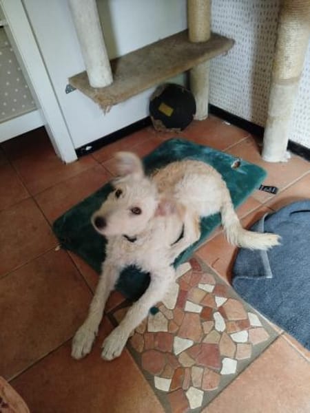 Liebe verspielte Anni sucht eine Familie