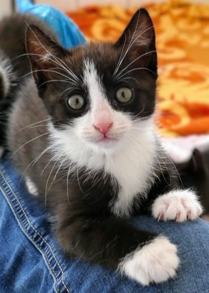 Kitten Lolle, Lotti, Lexi und Leni
