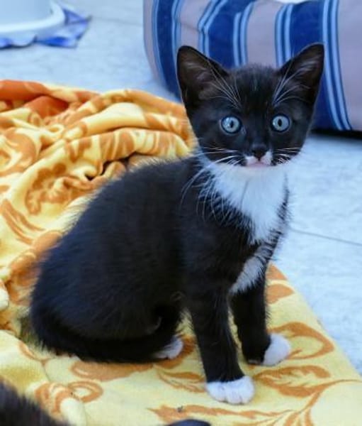 Kitten Lolle, Lotti, Lexi und Leni