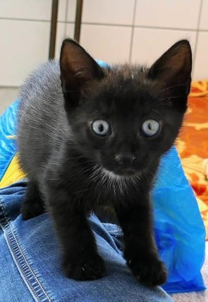 Kitten Lolle, Lotti, Lexi und Leni