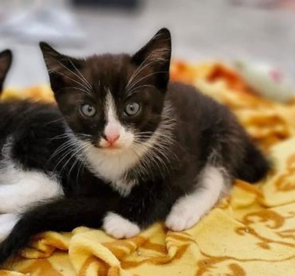 Kitten Lolle, Lotti, Lexi und Leni