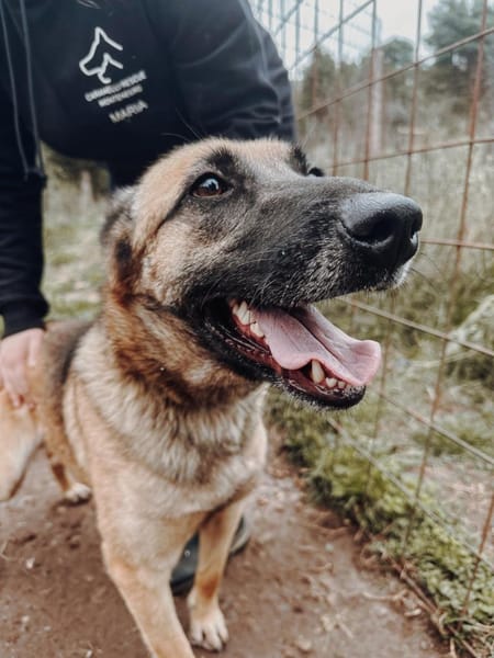 Nika  Schäferhund-Power sucht dich!