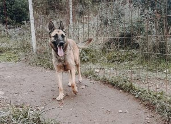 Nika  Schäferhund-Power sucht dich!