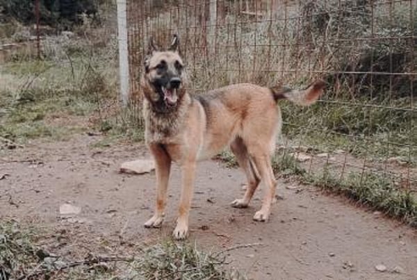 Nika  Schäferhund-Power sucht dich!