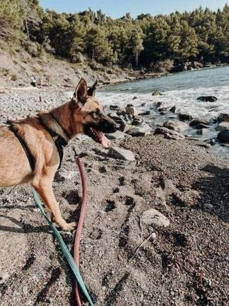 Nika  Schäferhund-Power sucht dich!