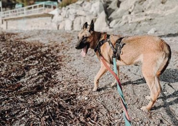 Nika  Schäferhund-Power sucht dich!