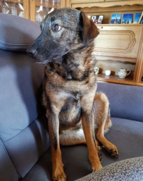 Saga 💗 wartet in 88161 Lindenberg