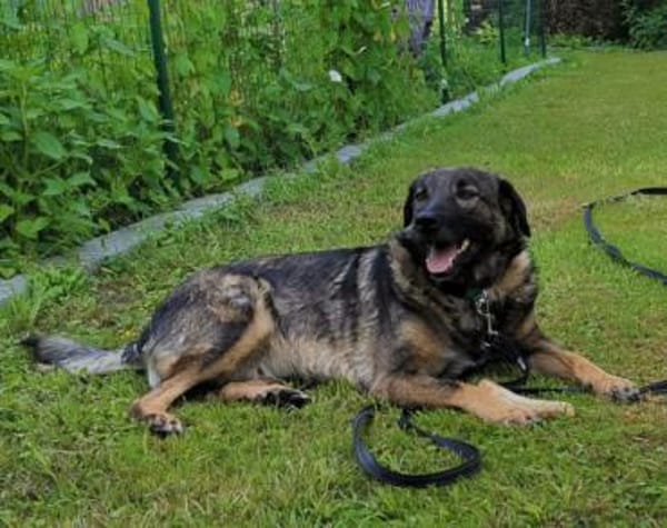 Saga 💗 wartet in 88161 Lindenberg