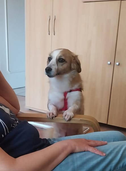 Mira, sehr sozial, menschenbezogen, lieb