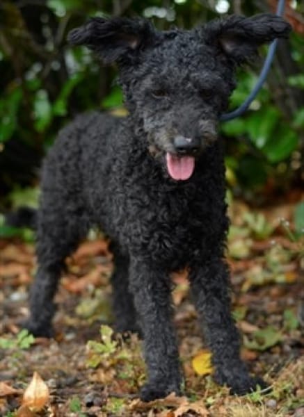 Pudeldame Lotte sucht ein liebes Zuhause
