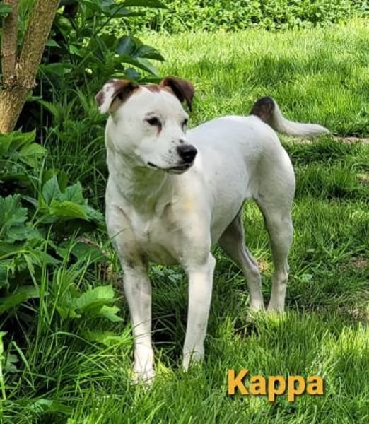 Zierliche Kappa s. Partner fürs Leben