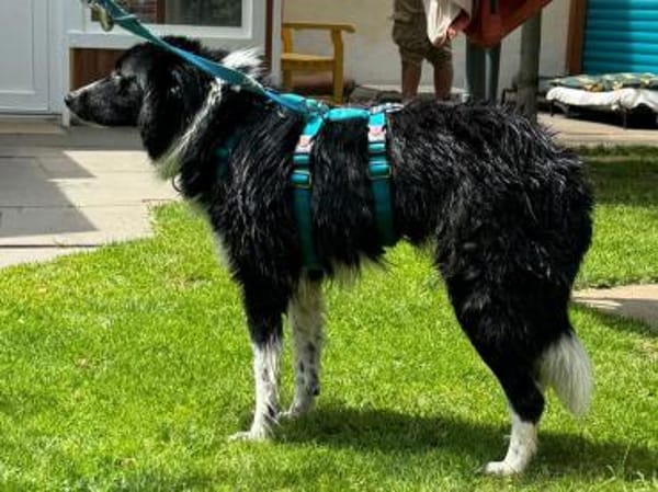 JASMIN- wunderschöne Hündin,52 cm