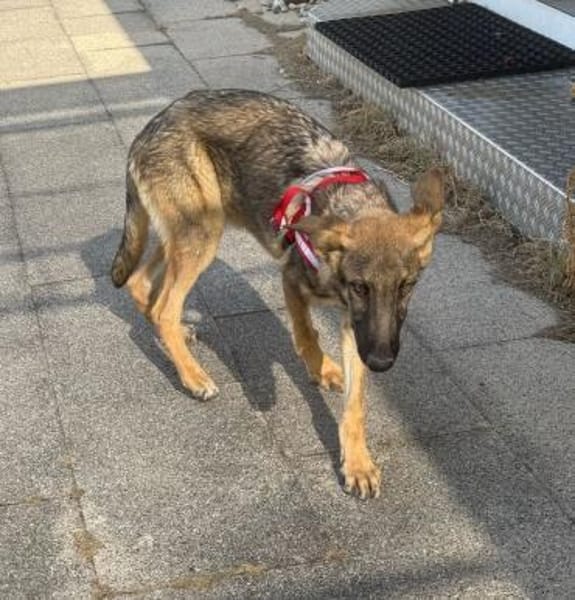 Balto Traumschäfimix jetzt in Pflege