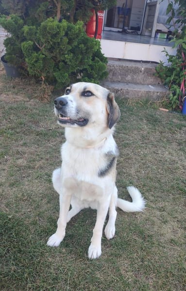 Daisy - liebevolle Anfängerhündin