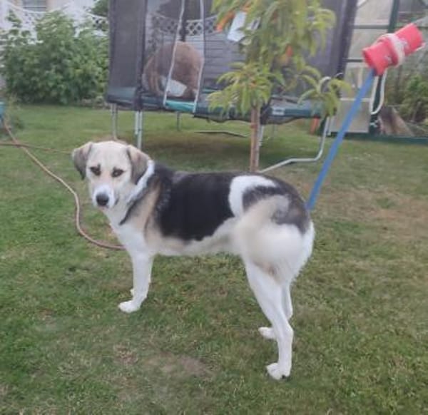 Daisy - liebevolle Anfängerhündin