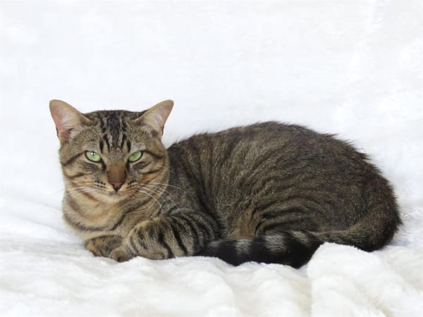 Pépin