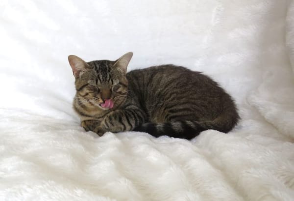 Pépin