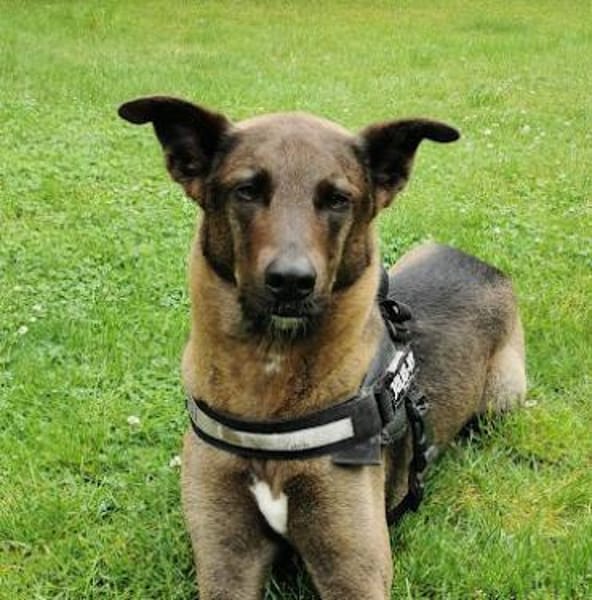 Jerry3 sucht ein Zuhause/Pflegestelle