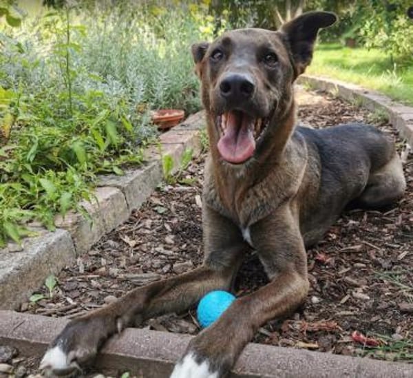 Jerry3 sucht ein Zuhause/Pflegestelle