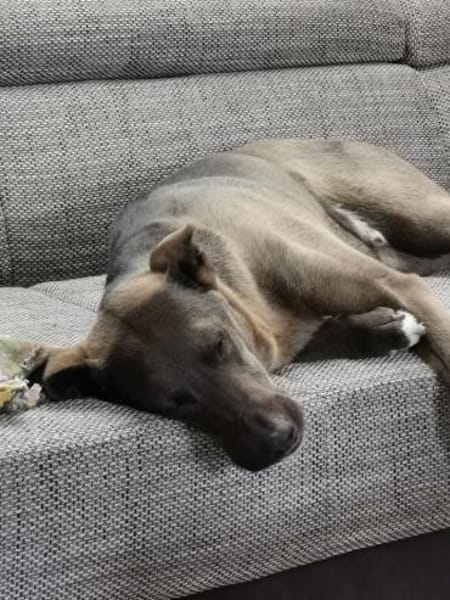 Jerry3 sucht ein Zuhause/Pflegestelle