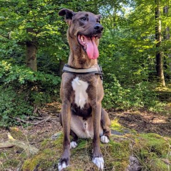 Jerry3 sucht ein Zuhause/Pflegestelle