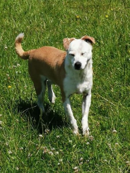 Onawa1 sucht eine Dauerpflegestelle