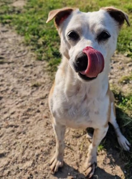 Onawa1 sucht eine Dauerpflegestelle