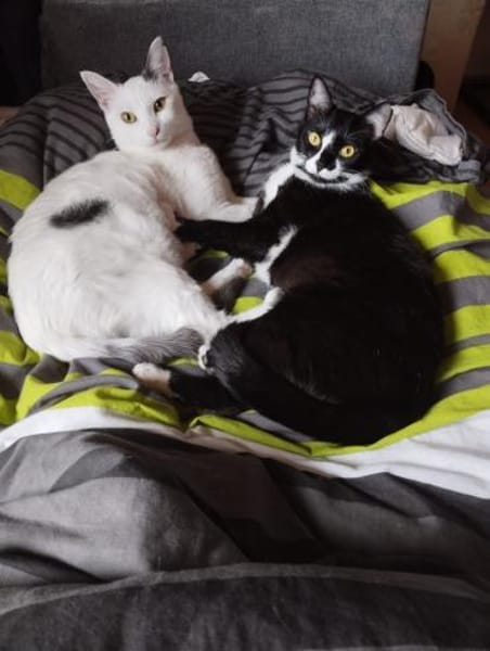 Buffy und Mitsi aus dem Tierschutz