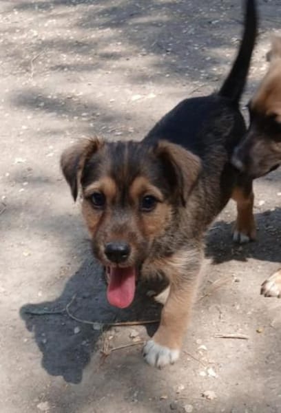 Jamy sucht Familienanschluß