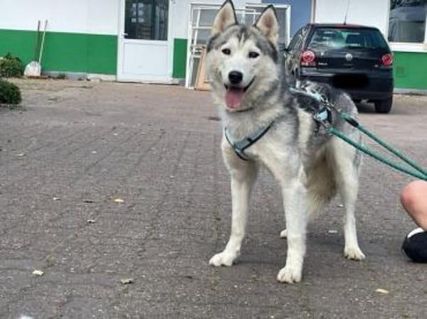 Reyla, Husky Fans gesucht