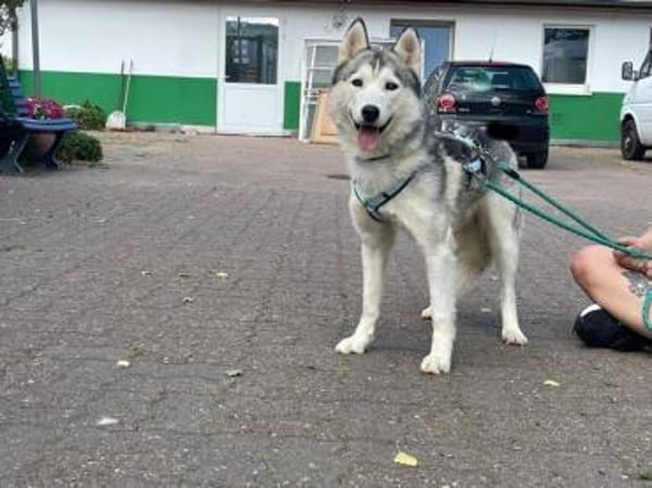 Reyla, Husky Fans gesucht