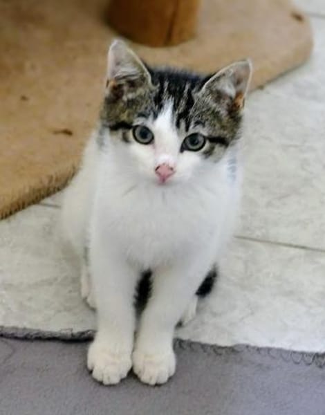 Günter