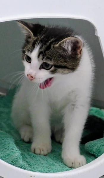 Günter