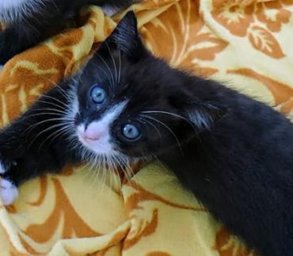 Leni