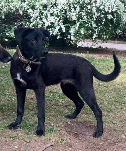 Amigo