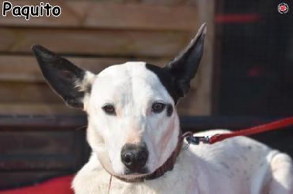 PAQUITO