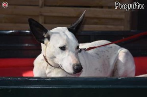 PAQUITO